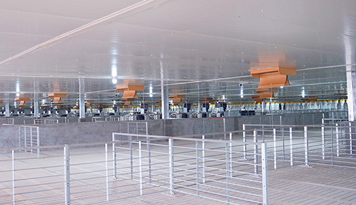 湛江响水14000育肥六场