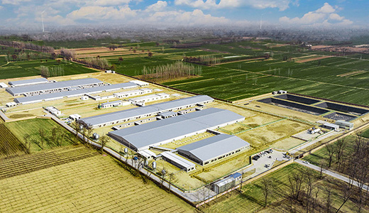 河南民权毕集6000种猪场