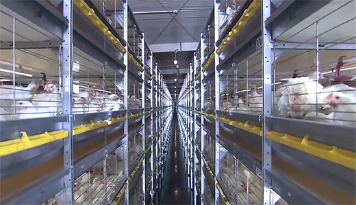 山东潍坊现代食品（360万蛋鸡）全产业链